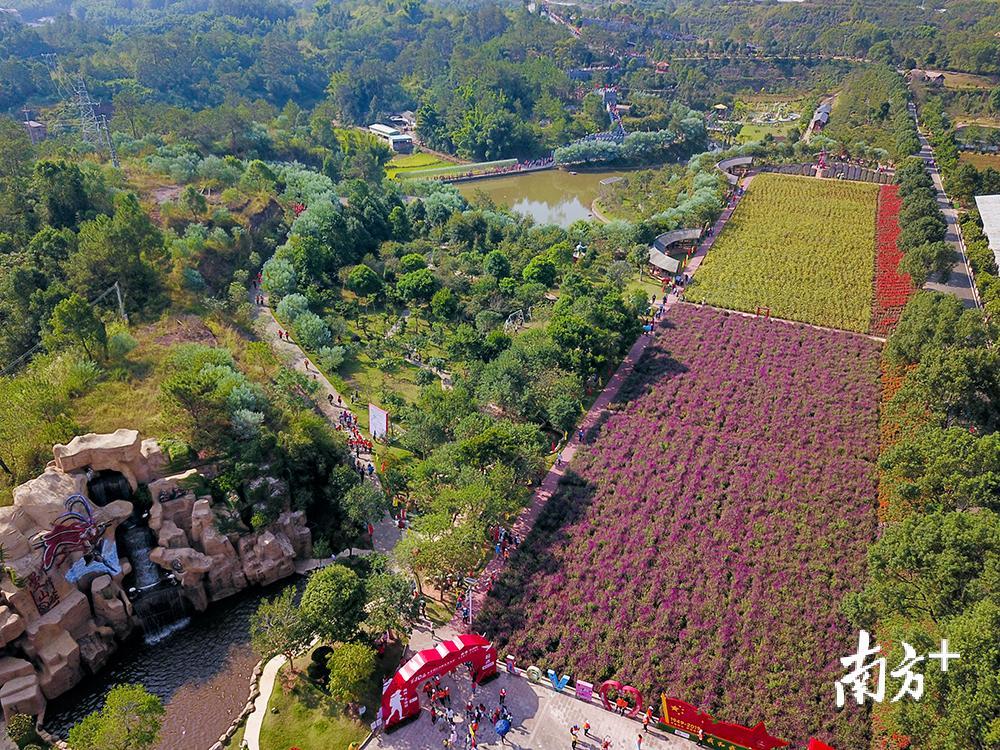 本次徒步从长田镇曼佗山庄出发，参赛者要穿越百亩曼佗花海。