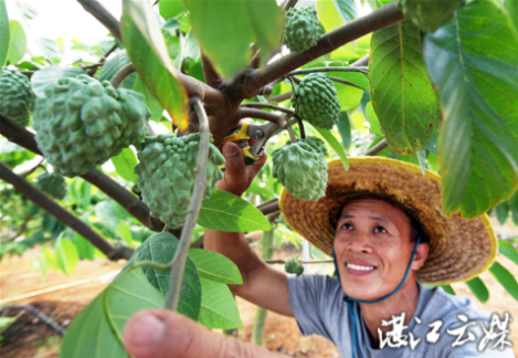 释迦果长势喜人，丰收在望。果园工人在修剪枝叶。 记者 李波 摄