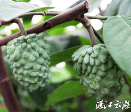 释迦果长势喜人，丰收在望。 记者 李波摄