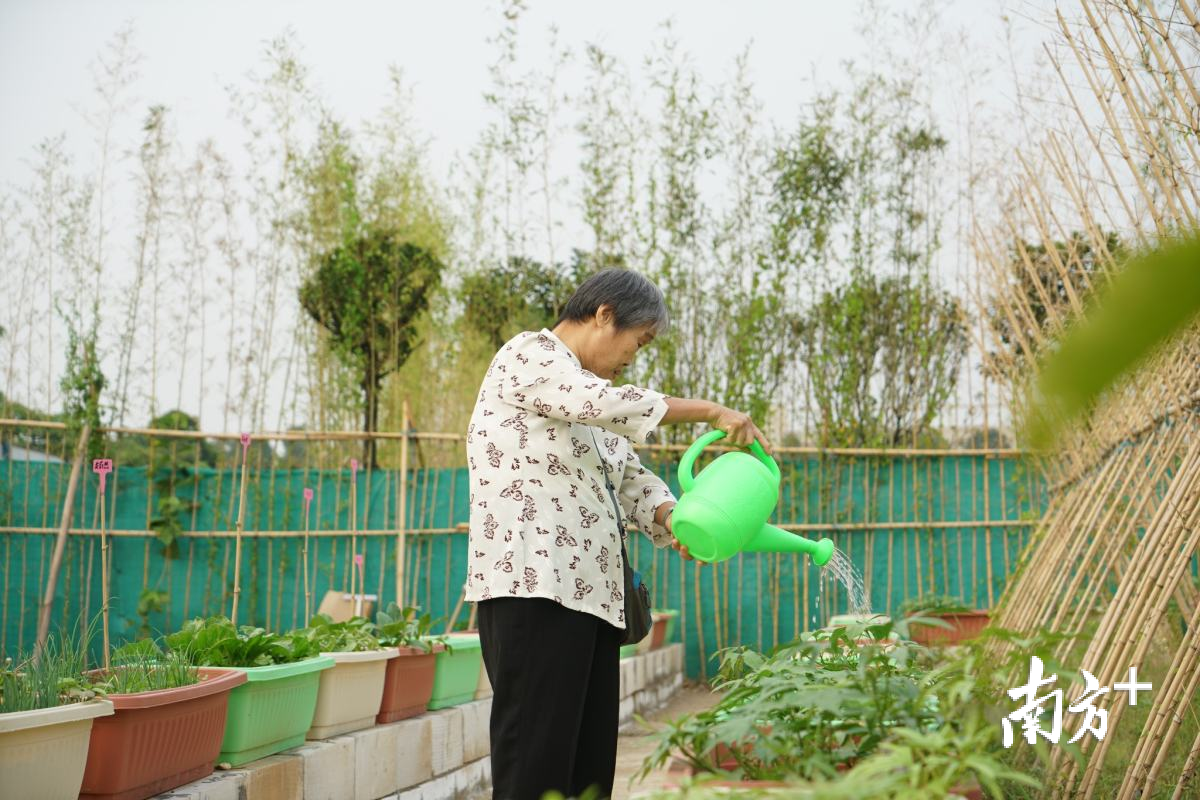 长者正在善耆农场为植物浇水。