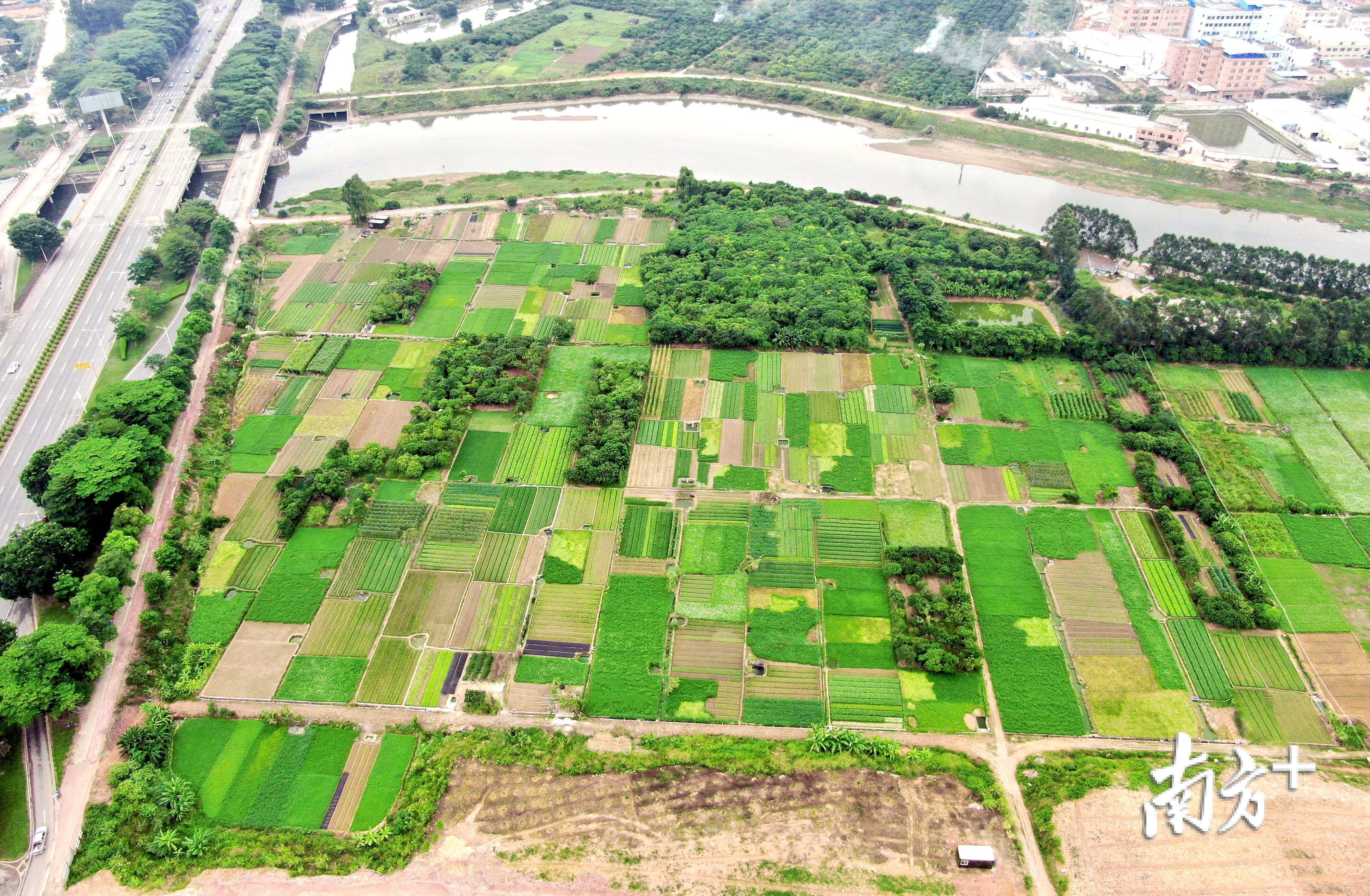 袁山贝村田间窝棚整治后鸟瞰图