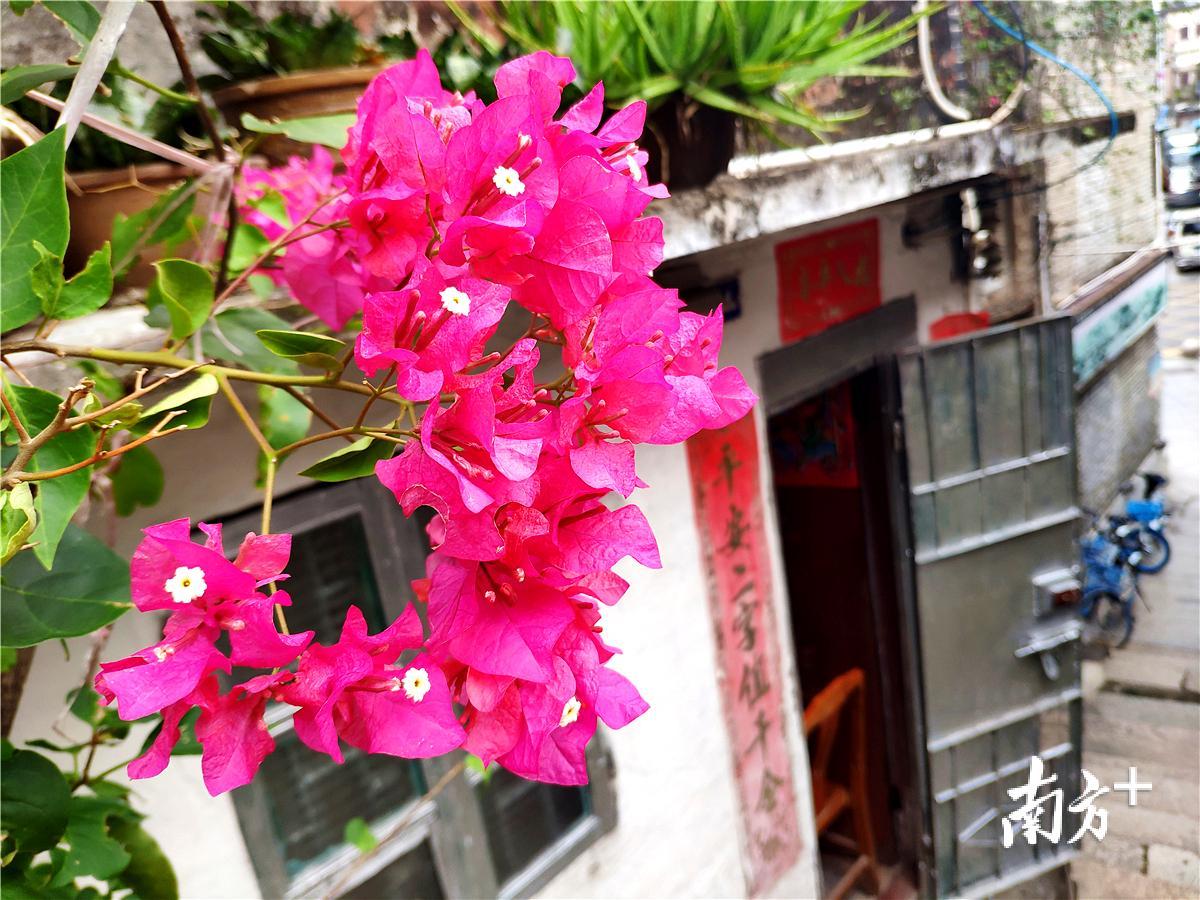 随处可见江门市市花——勒杜鹃花。黄绍侦 摄