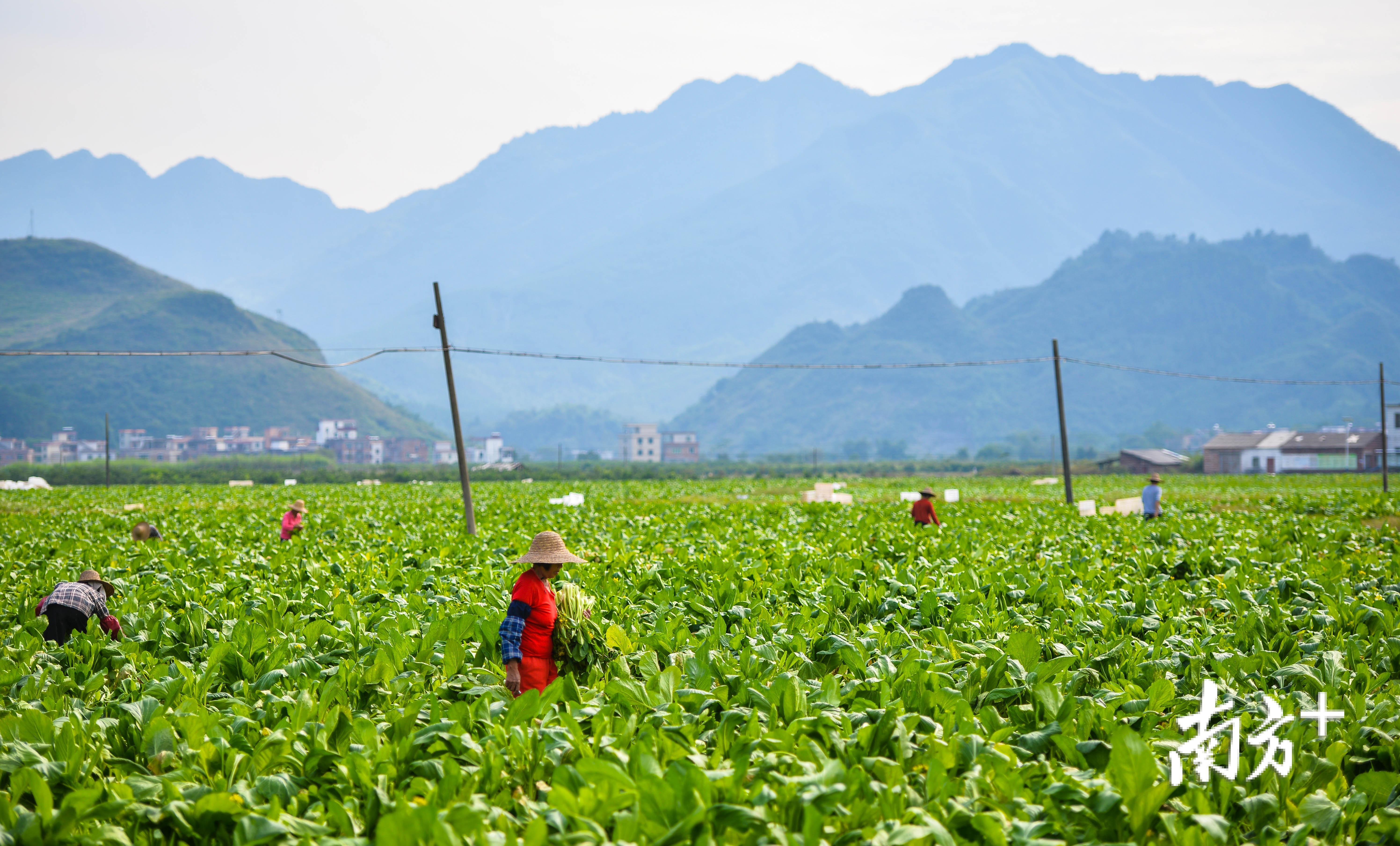 今年5月启动建设的粤港澳大湾区菜篮子工程,为清远农业带来了巨大发展