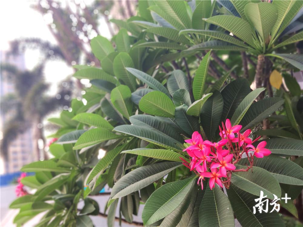 蓬江区胜利路附近的居民小区，红鸡蛋花开始绽放。黄绍侦 摄