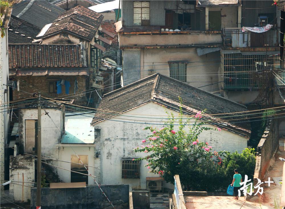 旧民居前开放的三角梅。黄烨倩 摄
