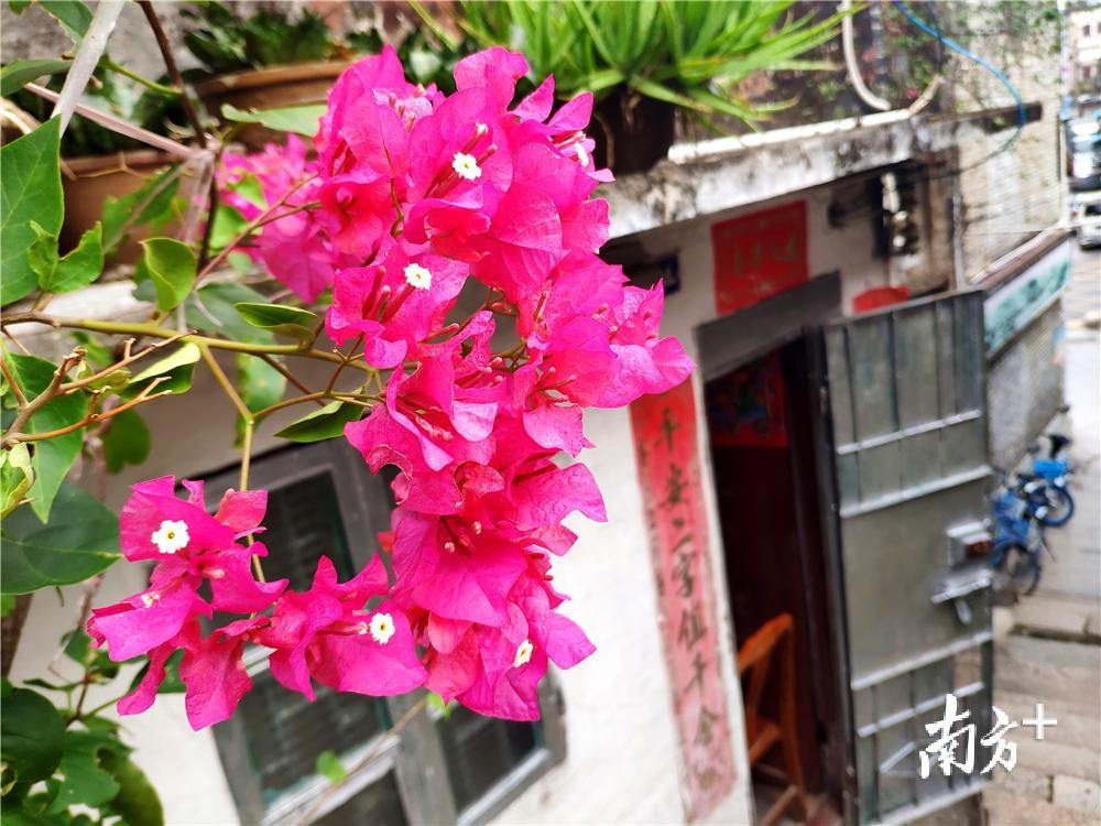 墟顶街的民居区，多处可见江门市市花——勒杜鹃花。黄绍侦 摄