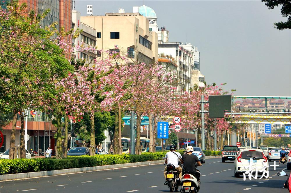 江门市建设路上的异木棉。黄烨倩 摄