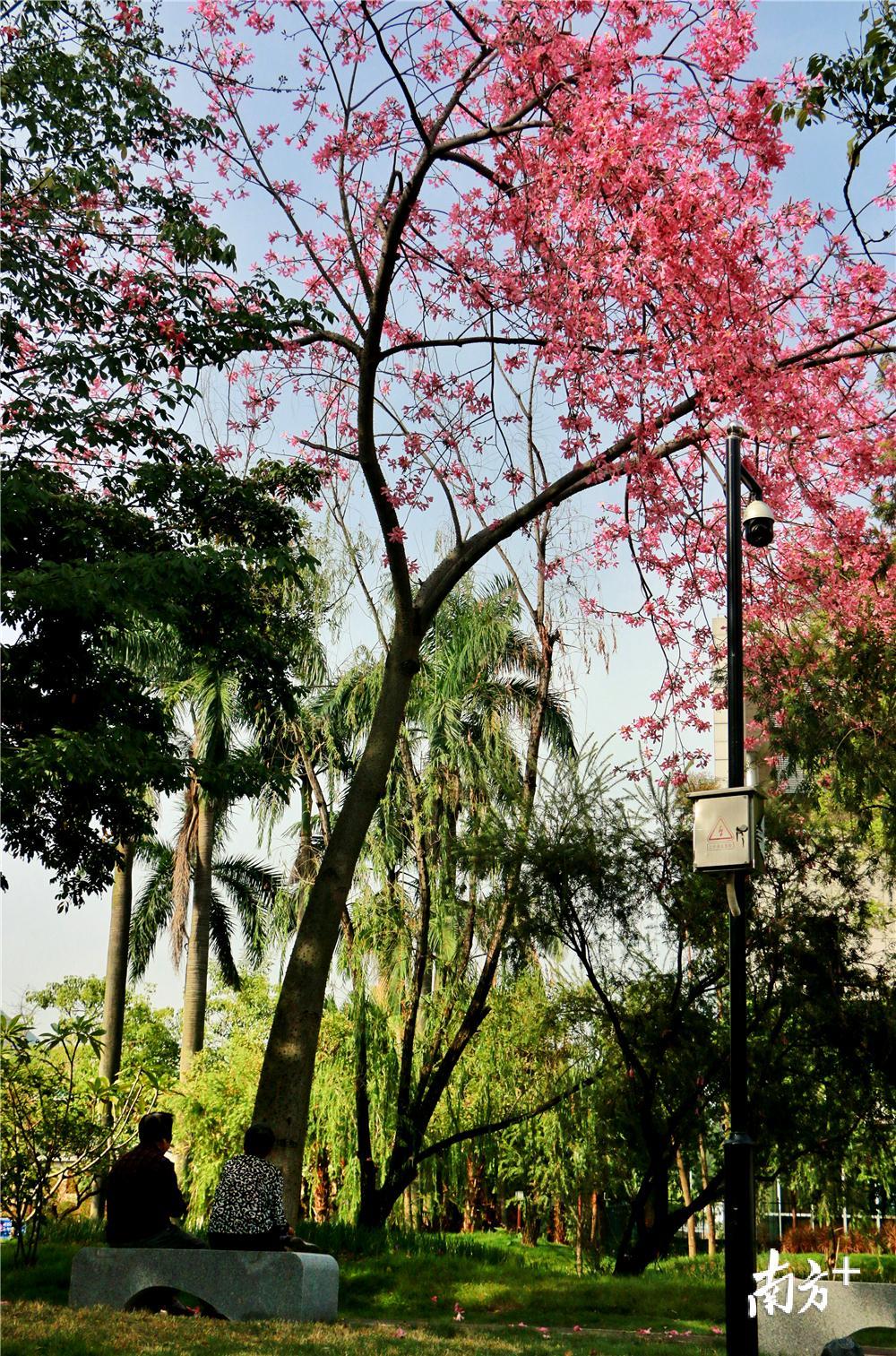 新会区北园公园里的美丽异木棉。黄烨倩 摄