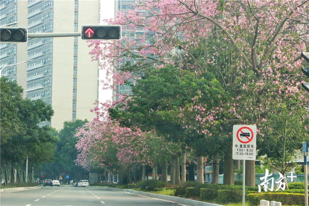 路上盛放的美丽异木棉。黄烨倩 摄