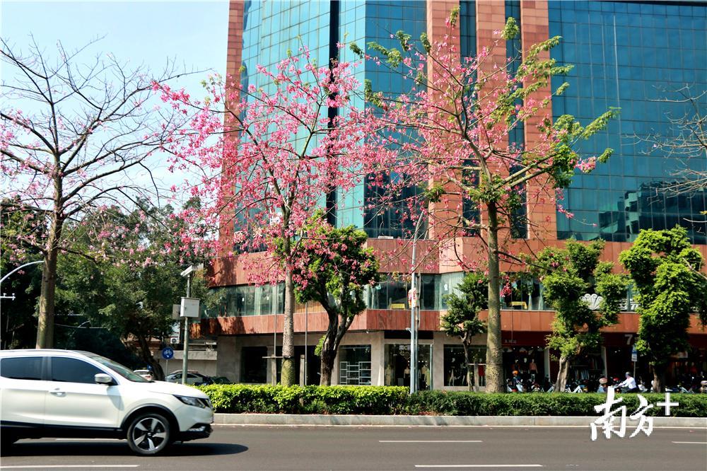 江门市建设路上的异木棉。黄烨倩 摄