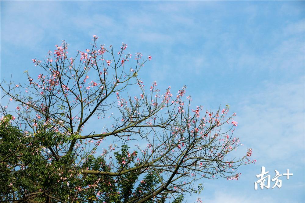 环市一路旁边的美丽异木棉。黄烨倩 摄