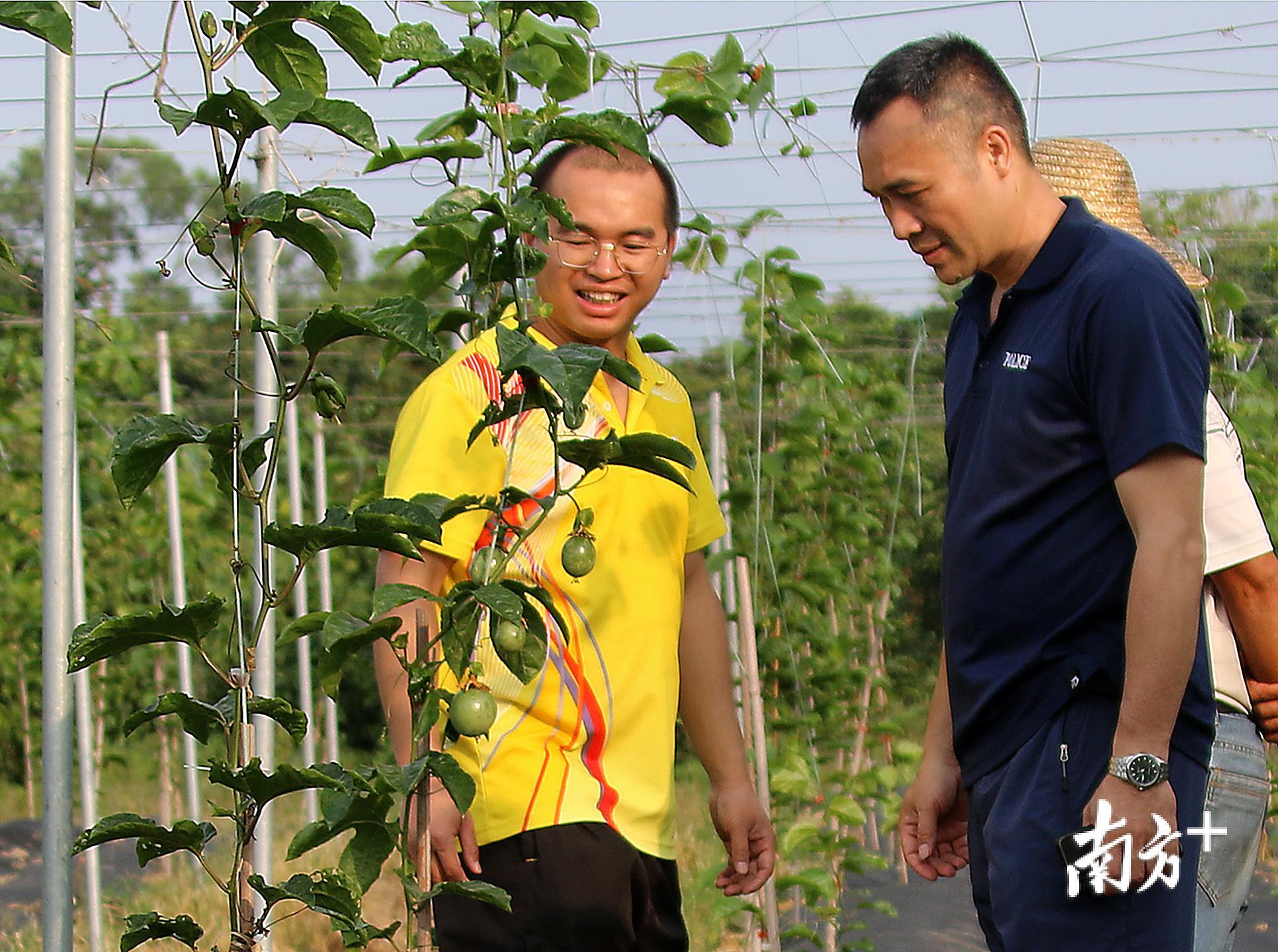 图为龚俊帆和冯书华查看百香果种植情况  拱宣摄