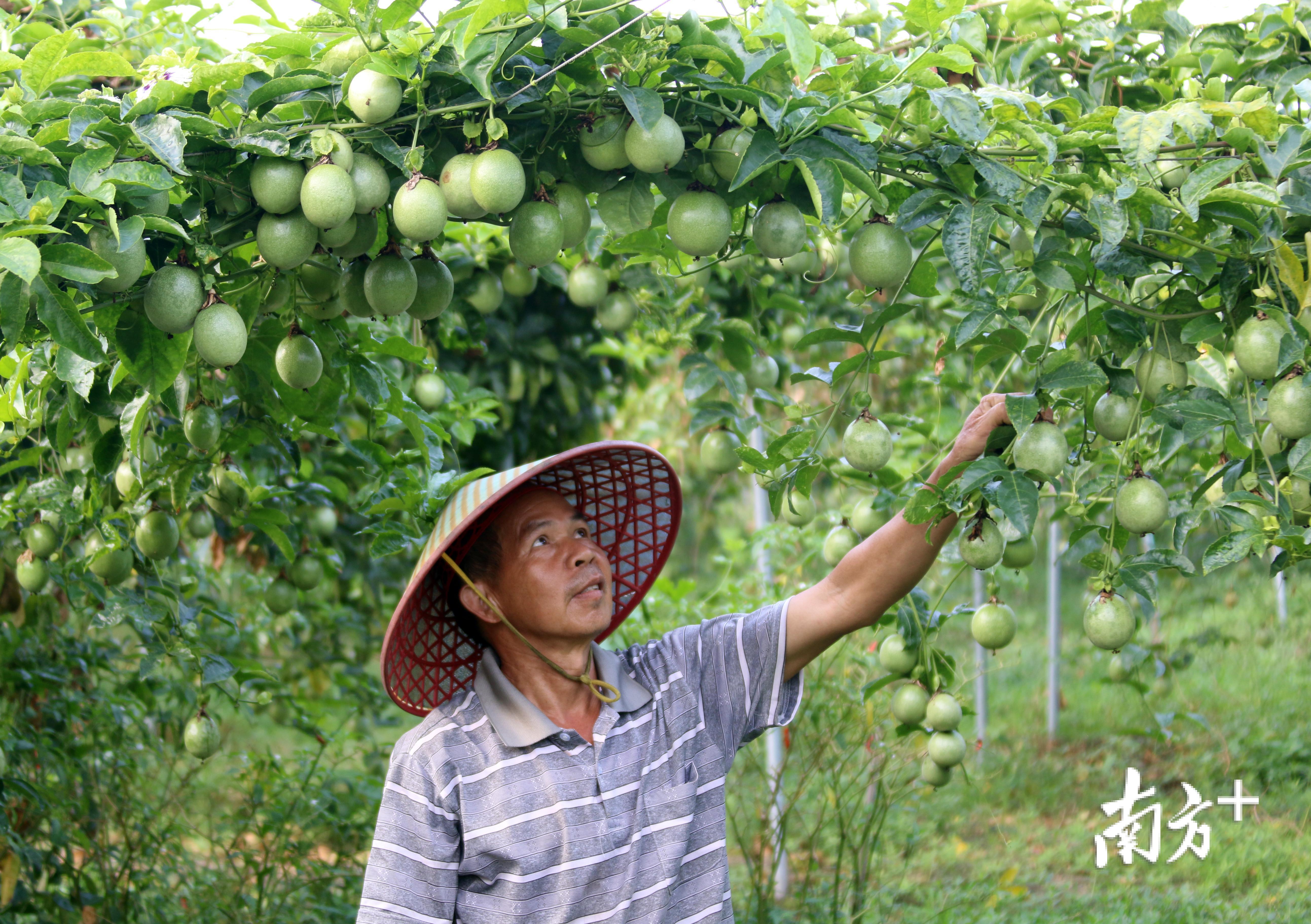 图为百香果喜获丰收  陈立新摄