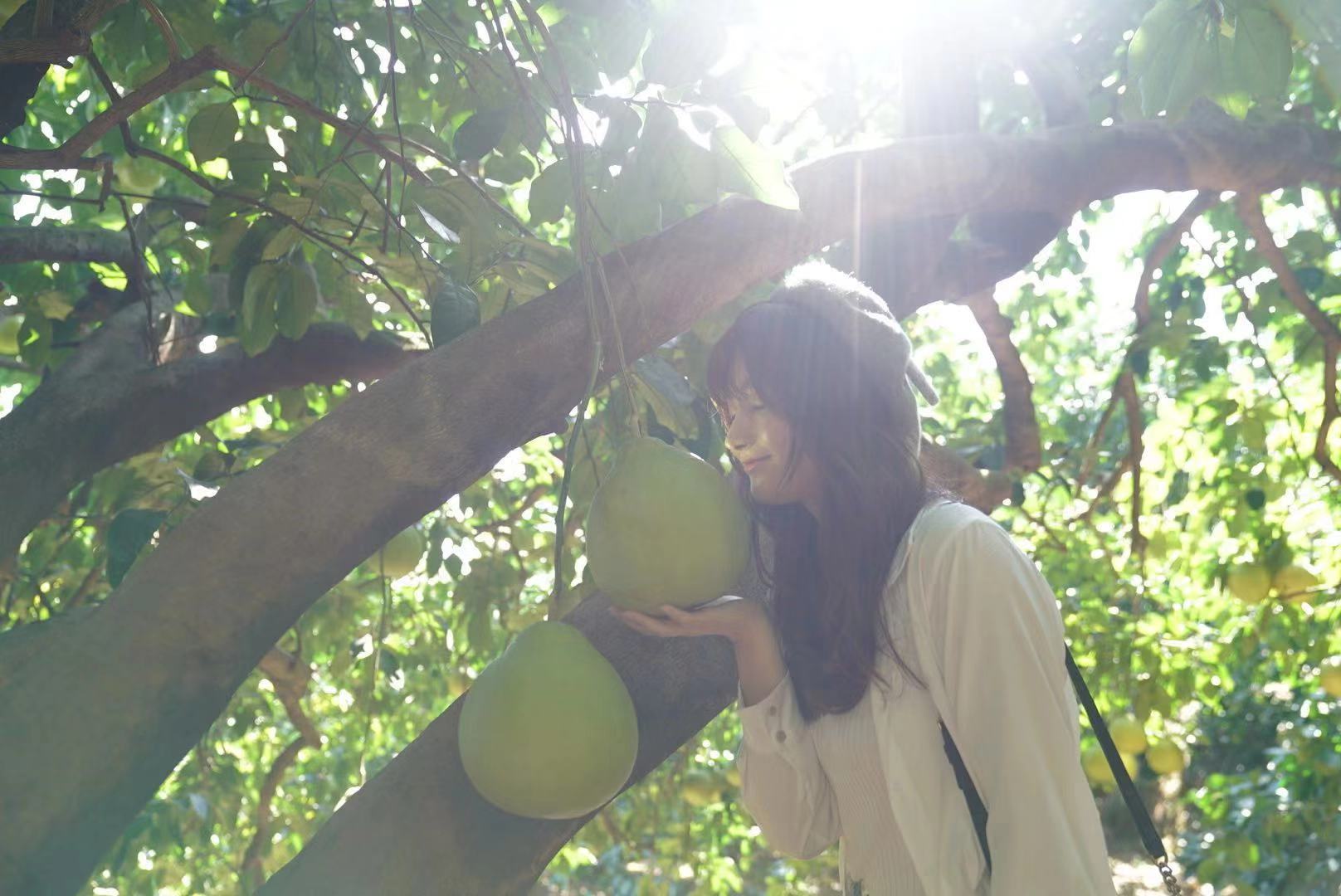 网红与百年柚树