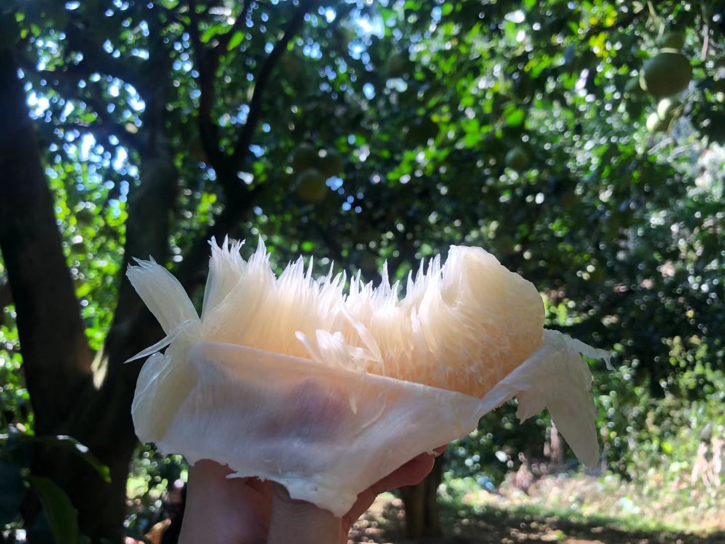 甜蜜诱人的“百年柚子”