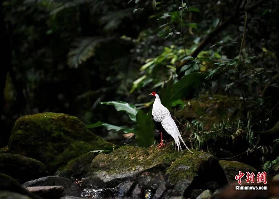 鼎湖山白鹇鸟 张红摄 鼎湖山白鹇鸟 张红摄
