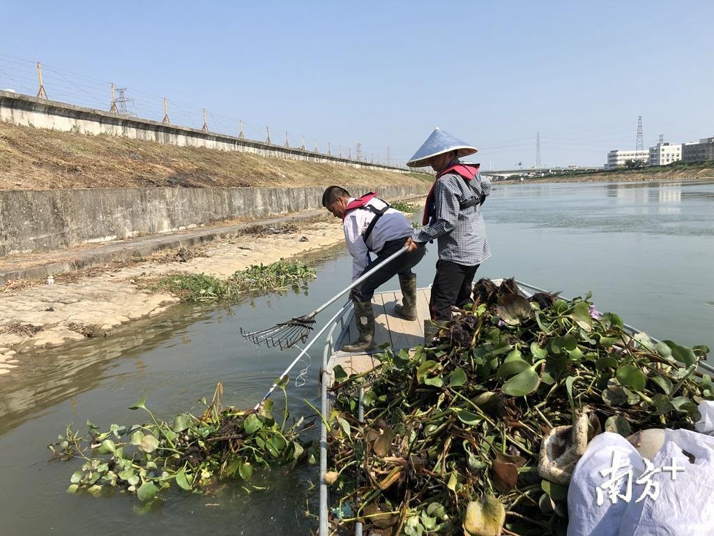 巡河途中，保洁人员一次次捞起河面上漂浮的水浮莲。余丹 摄