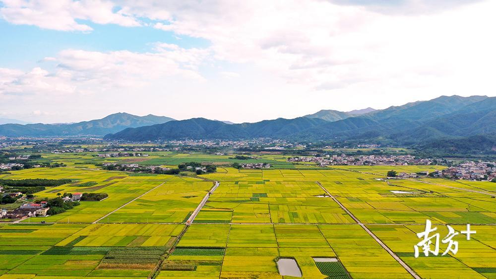 蕉岭丝苗米产业园新铺镇尖坑片区，金色稻田与周边村庄构成一幅山水田园画。汪敬淼摄