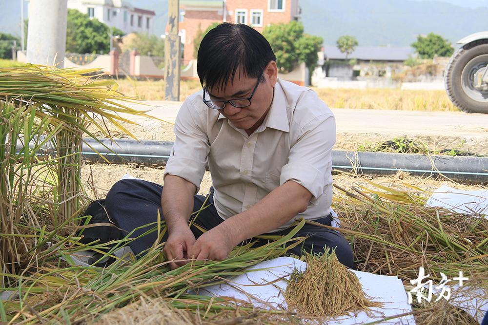 省农科院水稻研究所研究员陈荣彬坐在田边，收集稻穗用作研究。汪敬淼摄