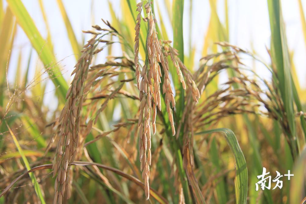 谷粒饱满的“客都寿乡1号”，稻穗压弯了稻杆。汪敬淼摄
