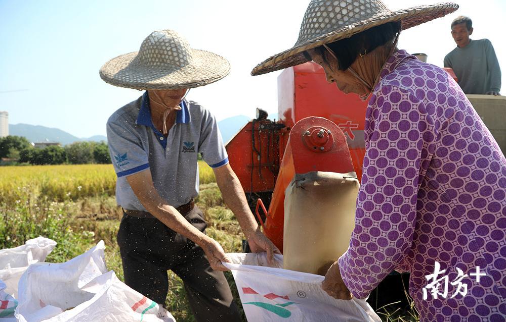 村民把收割好的稻谷装袋。汪敬淼摄