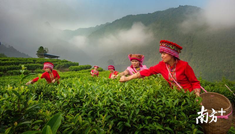 优越的地理位置、合适的气候和土壤条件,产出了优质的瑶山茶。傅神双 摄