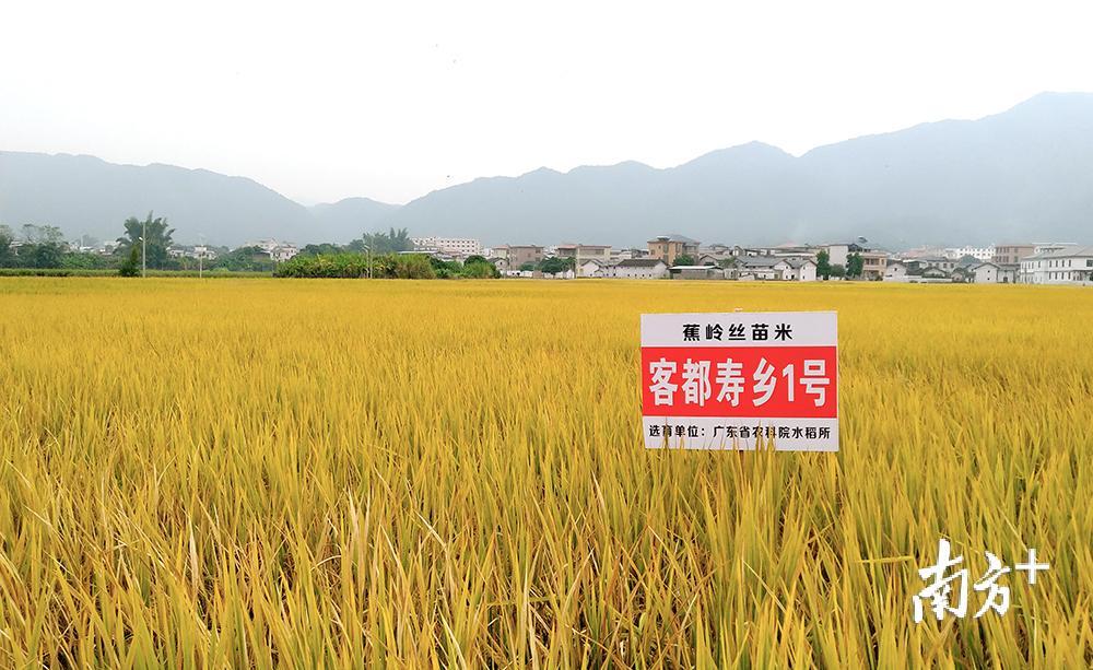 蕉岭丝苗米“客都寿乡1号”种植示范片。汪敬淼摄