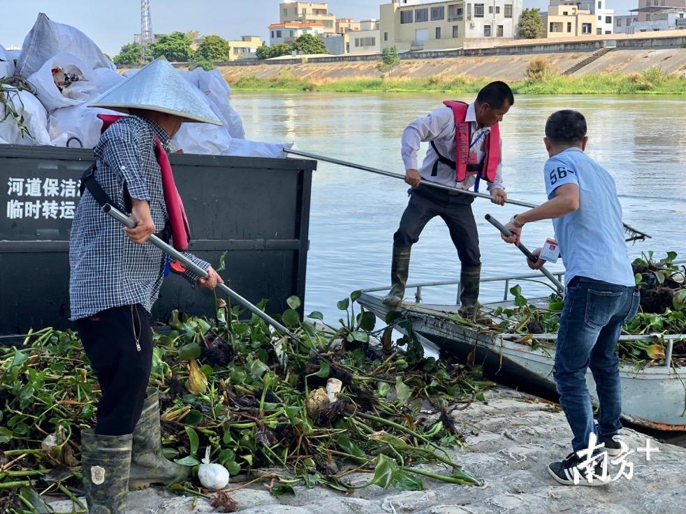 返程，大家将船上的水浮莲装入垃圾斗。余丹 摄