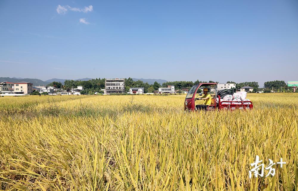 龙安片丝苗米产业园片区内，农户赶好天气忙收割。汪敬淼 摄