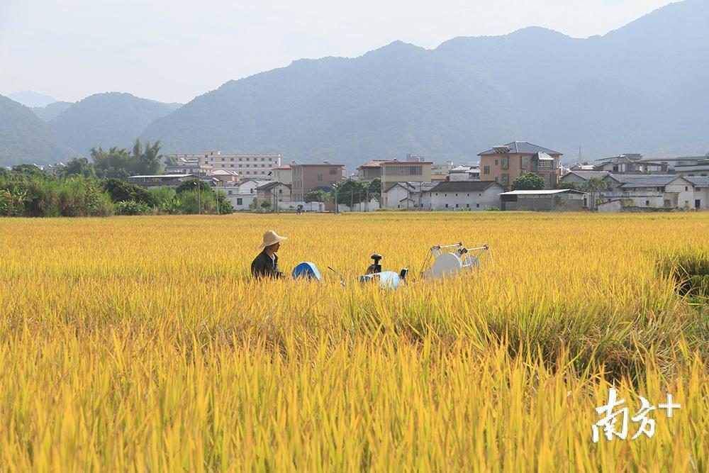 为了保证“客都寿乡1号”的品种纯正，建丰粮业公司专门，买了一台新机器收割。汪敬淼 摄