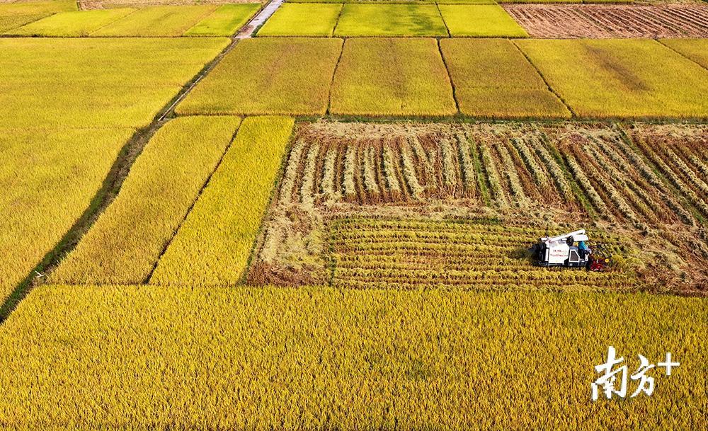 新铺尖坑丝苗米种植大户收割现场。汪敬淼摄