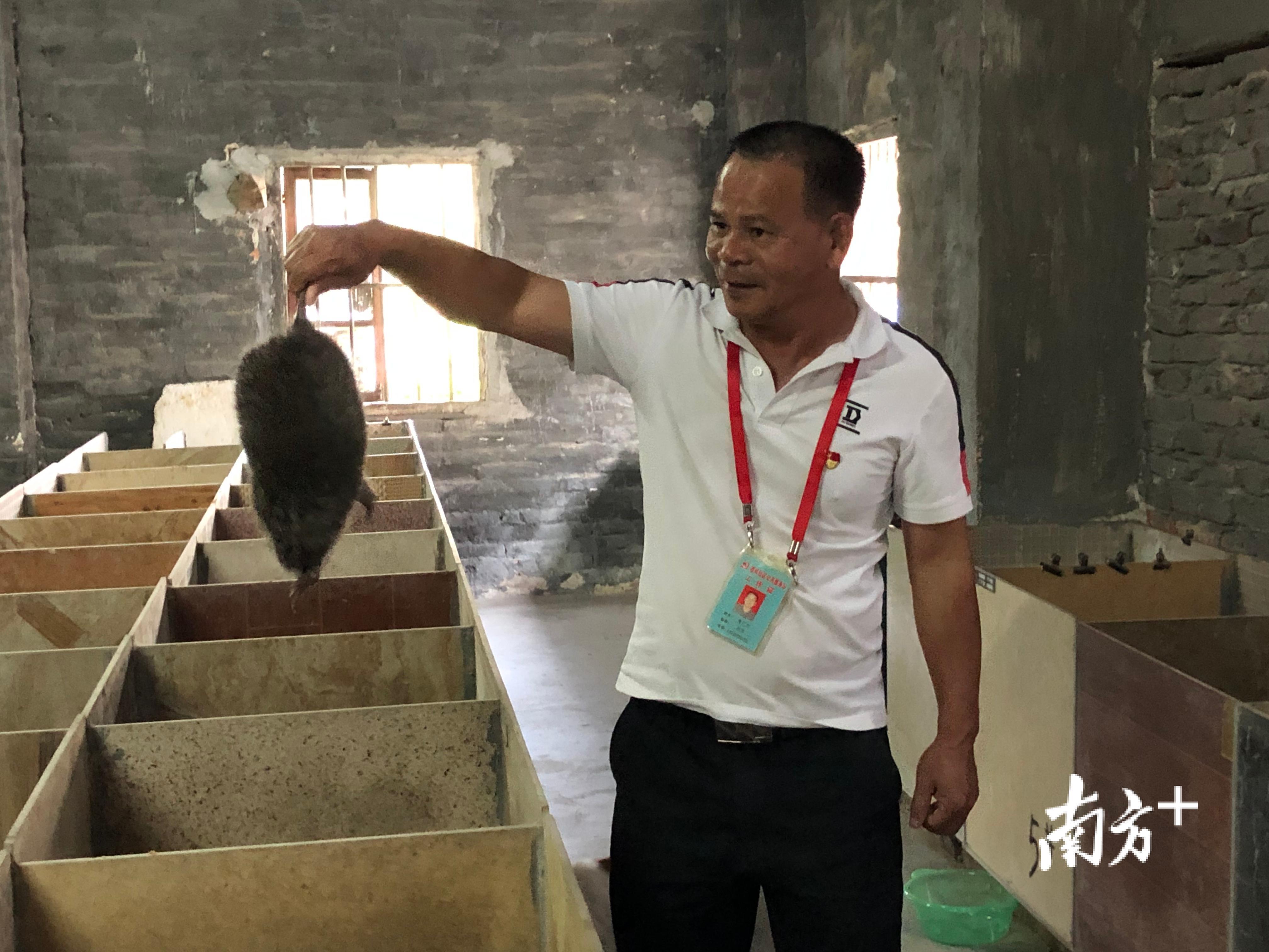 李广升是螺岗镇竹狸养殖产业的“带头人”。 李广升是螺岗镇竹狸养殖产业的“带头人”。