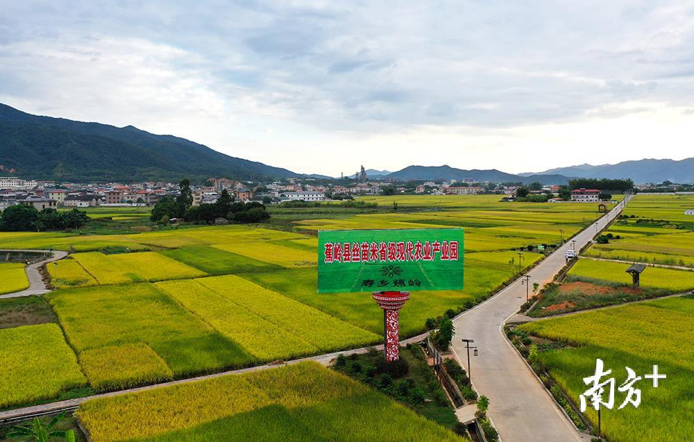 蕉岭丝苗米省级现代农业产业园，蕉城镇龙安片区。汪敬淼摄