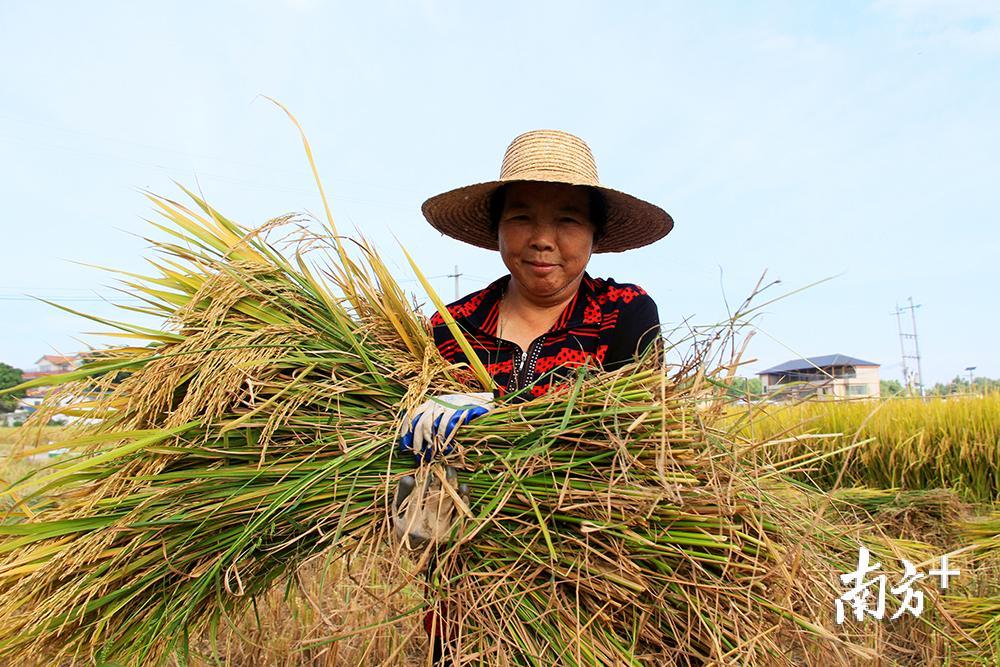 农户手捧金灿灿的稻穗，心里喜滋滋的。汪敬淼摄