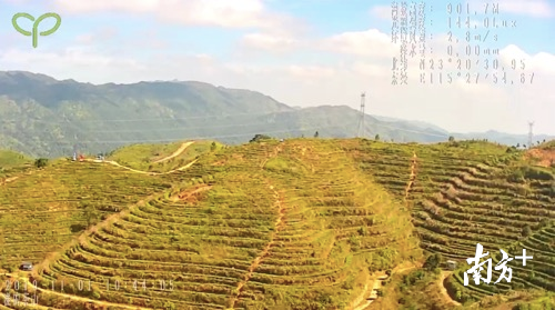 消费者通过扫描二维码还可以观看茶园监控画面。