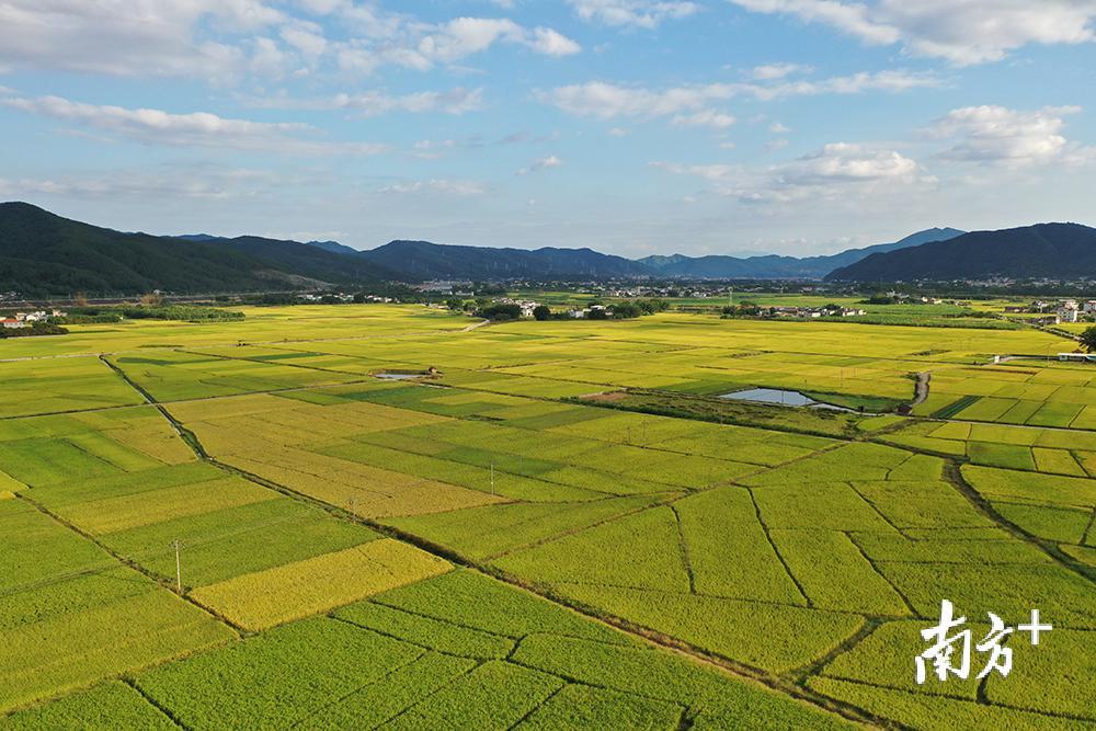 蕉岭丝苗米产业园新铺镇尖坑片区。汪敬淼摄