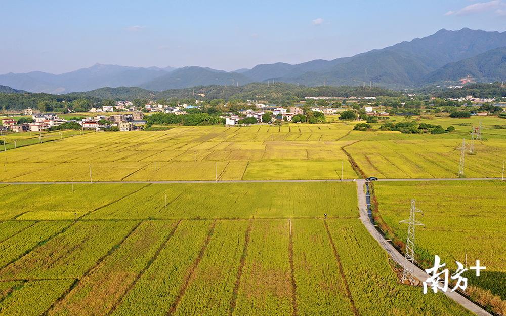 蕉岭丝苗米产业园长潭镇白马片区。汪敬淼摄