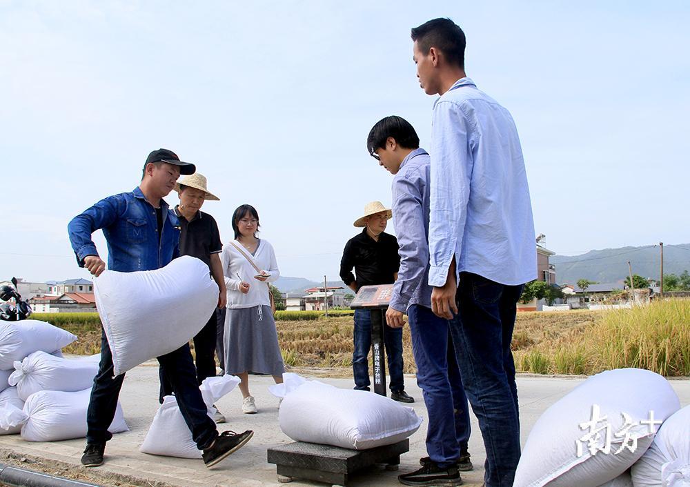 蕉岭县农业农村局的技术人员在测“客都寿乡1号”的亩产情况。汪敬淼摄