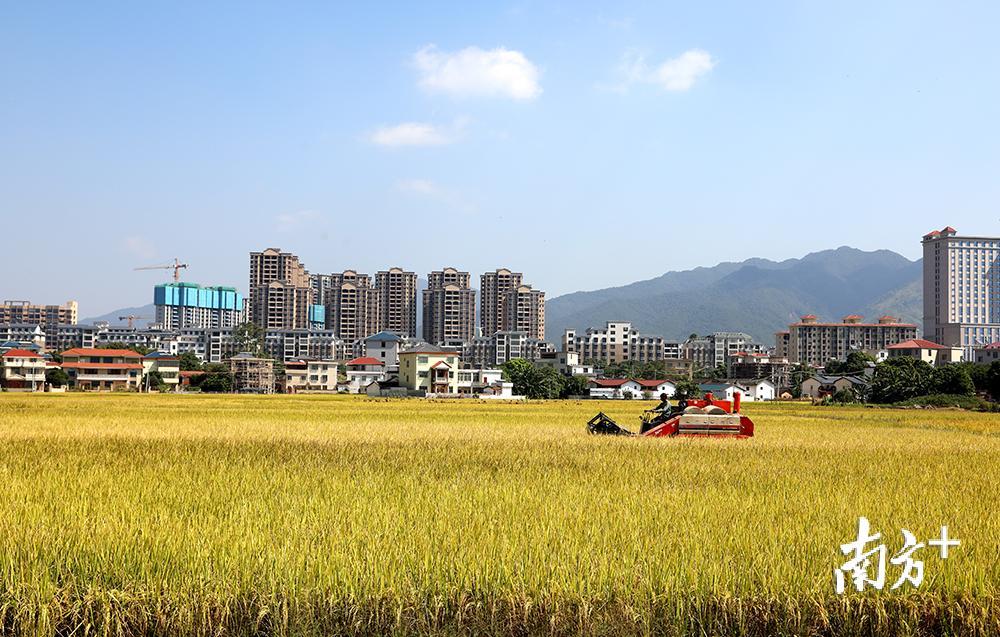 龙安片丝苗米产业园片区内，农户赶好天气忙收割。汪敬淼 摄