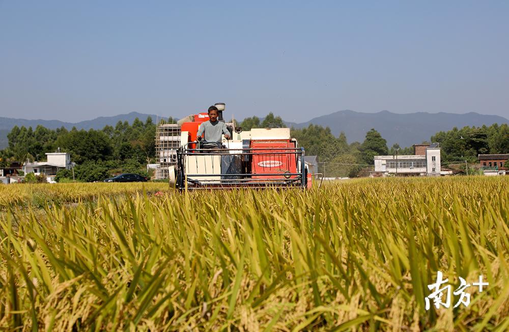 龙安片丝苗米产业园片区内，农户赶好天气忙收割。汪敬淼 摄