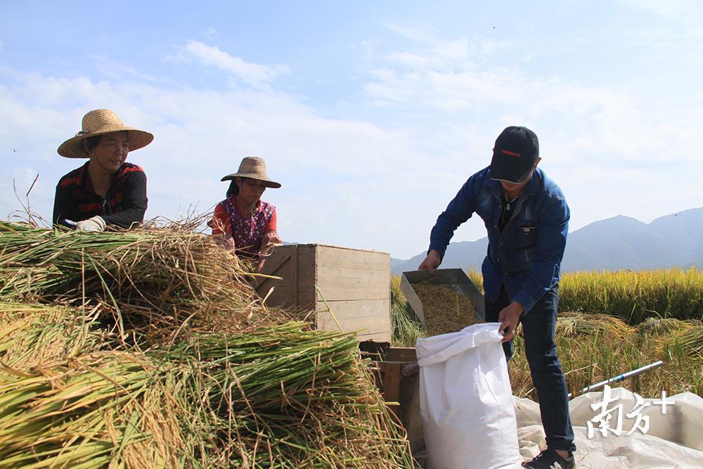 农户用传统收割方式收割，以保证”客都寿乡1号“品种。汪敬淼摄