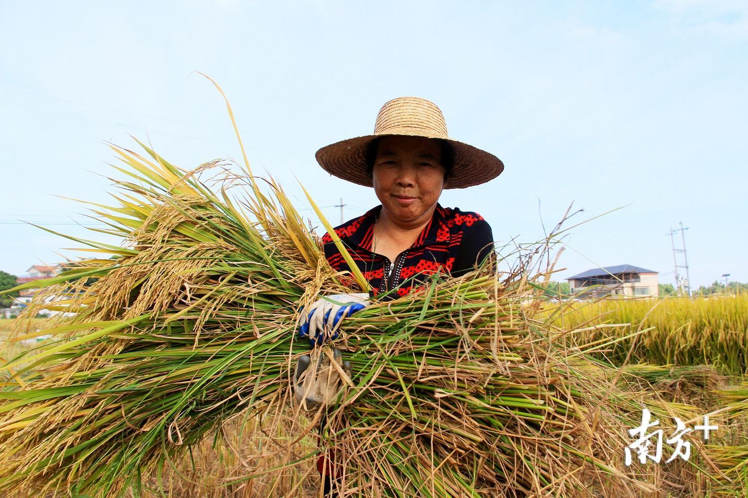 农户手捧金灿灿的稻穗,心里喜滋滋的.(汪敬淼 摄)