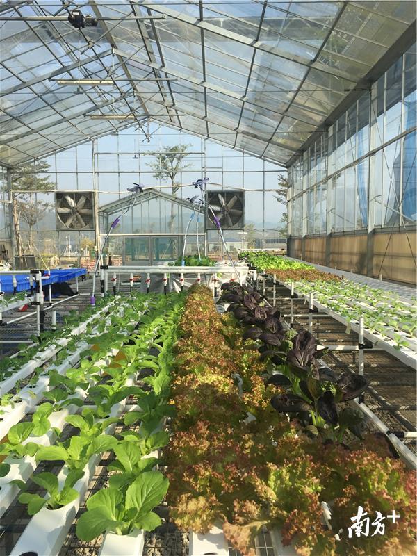 “鱼菜共生”项目实验温室。受访者提供 “鱼菜共生”项目实验温室。受访者提供