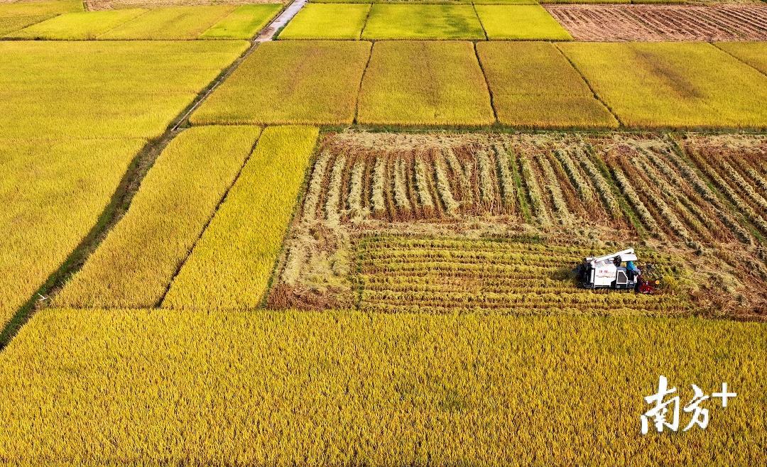 新铺尖坑丝苗米种植大户收割现场。（汪敬淼 摄）