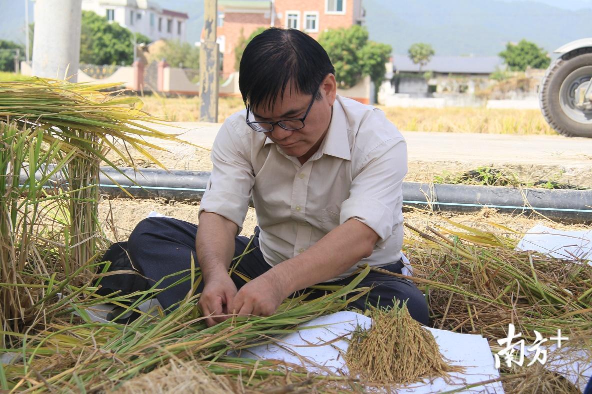 省农科院水稻研究所研究员陈荣彬坐在田边，收集稻穗用作研究。（汪敬淼 摄）