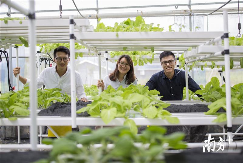 罗伟特(右)、谭慧敏(中)、梁立锋(左)与他们的实验温室。受访者提供 罗伟特(右)、谭慧敏(中)、梁立锋(左)与他们的实验温室。受访者提供