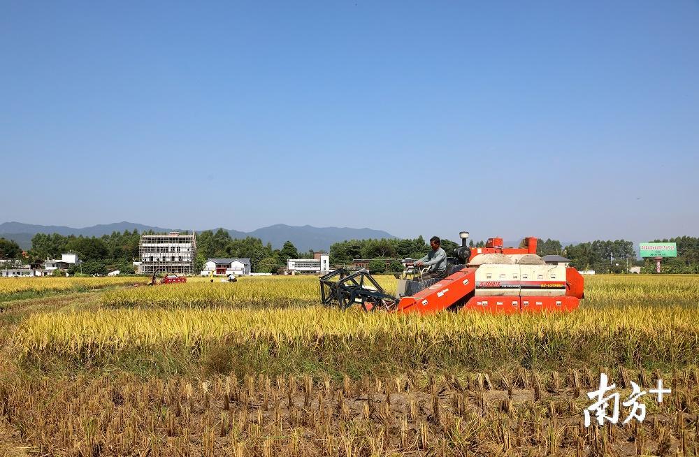 龙安片丝苗米产业园片区内，农户赶好天气忙收割。（汪敬淼 摄）
