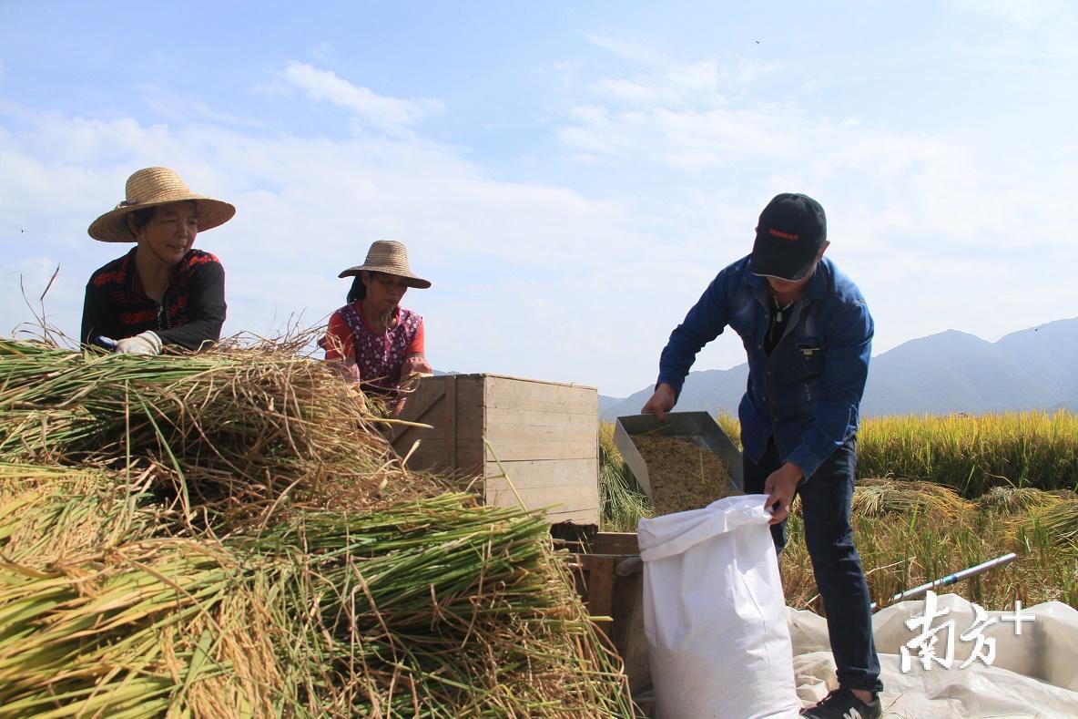农户用传统收割方式收割，以保证”客都寿乡1号“品质。（汪敬淼 摄）