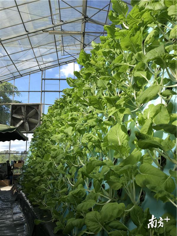 抗高温立体种植实验。受访者提供 抗高温立体种植实验。受访者提供