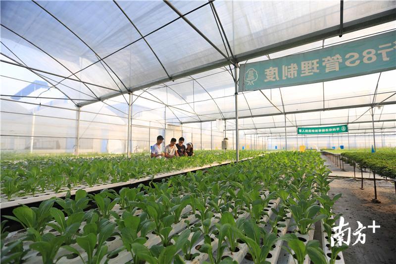 罗伟特、梁立锋、谭慧敏三人在中试实验温室查看蔬菜生长情况。受访者提供 罗伟特、梁立锋、谭慧敏三人在中试实验温室查看蔬菜生长情况。受访者提供